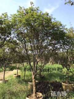 6公分小叶鸡爪槭