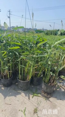 高度60厘米再力花