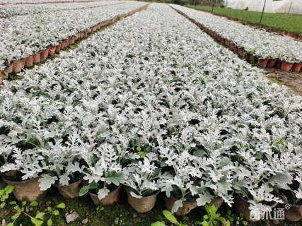 高度20厘米银叶菊