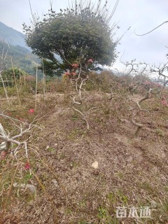 高度150厘米羽毛枫