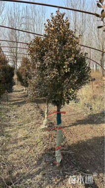 高度200厘米黄杨