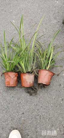 高度25厘米金边麦冬