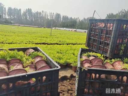 高度15厘米佛甲草