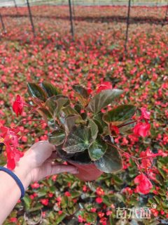 高度25厘米比格海棠