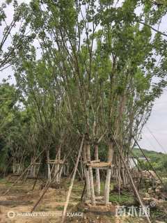 高度800厘米丛生元宝枫