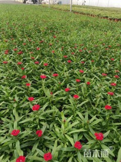 高度20厘米石竹