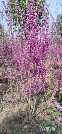 高度150厘米丛生紫荆