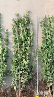 高度160厘米北海道黄杨