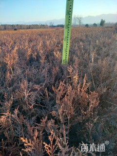 高度35厘米侧柏