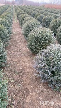 冠幅90厘米小叶女贞球