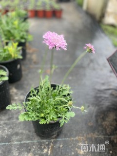 蓝盆花