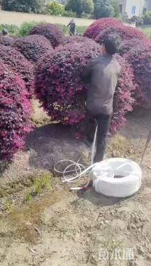 冠幅150厘米红花继木球