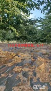 高度700厘米关山樱