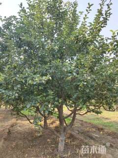 17公分梨花海棠