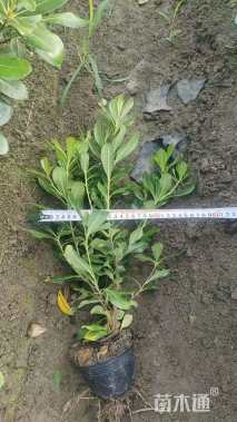 高度50厘米海桐小苗