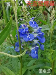 高度25厘米天蓝鼠尾草
