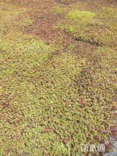 高度3厘米红景天