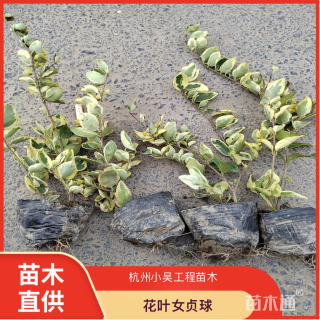 高度35厘米花叶女贞球