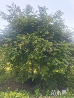 10公分日本红枫