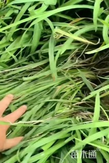 高度10厘米金娃娃萱草