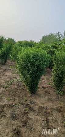 高度250厘米木槿