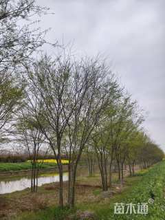 10公分(3杆)丛生榉树