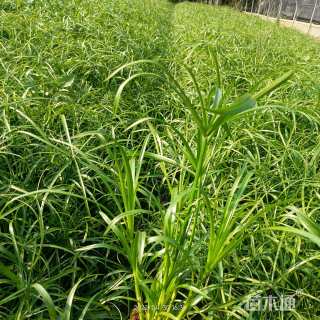 高度50厘米旱伞草