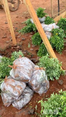 高度20厘米金丝桃