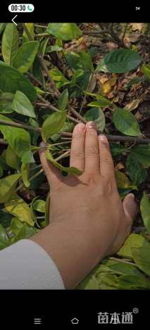 高度40厘米大叶栀子