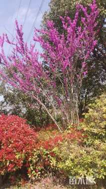 高度210厘米丛生紫荆