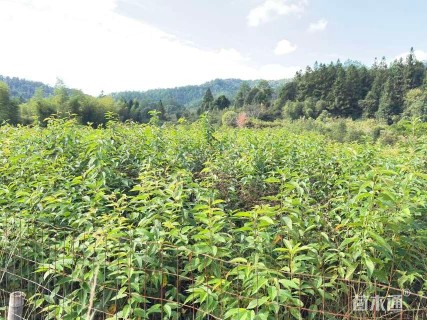 0.8公分福建山樱花