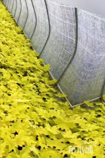 高度30厘米春羽