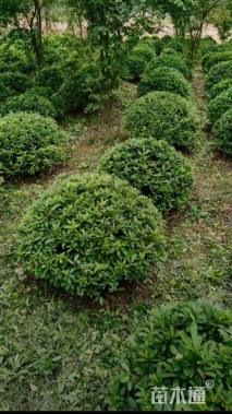 冠幅100厘米杜鹃球