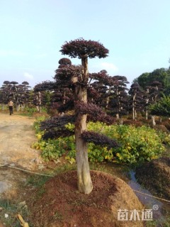 造型红花继木桩