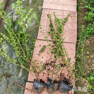 高度65厘米平枝荀子