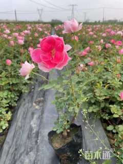 高度30厘米月季小苗