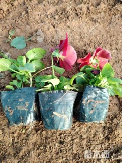 高度10厘米三色堇