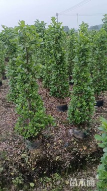 高度120厘米火山榕