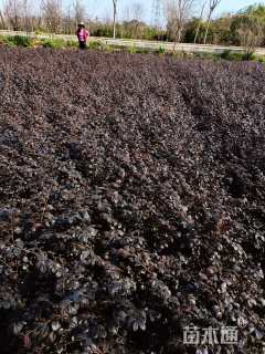 高度30厘米红花继木