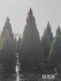 高度400厘米望都塔桧