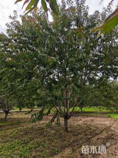 15公分红叶碧桃