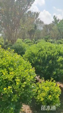 冠幅80厘米海桐球