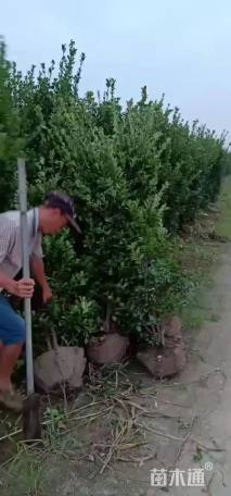 高度200厘米大叶黄杨柱