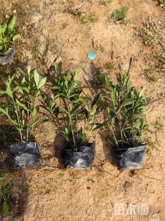 高度20厘米小叶栀子