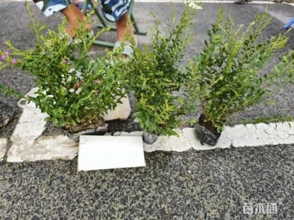 高度20厘米细叶萼距花