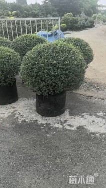 高度100厘米川滇蜡树