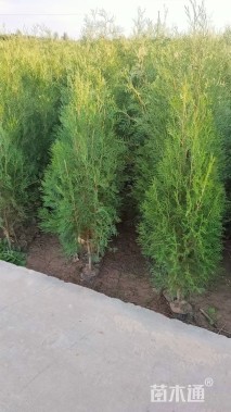 高度120厘米侧柏