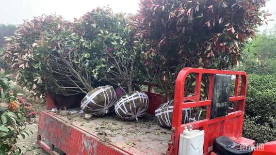 冠幅160厘米红叶石楠球