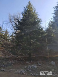 高度1200厘米雪松