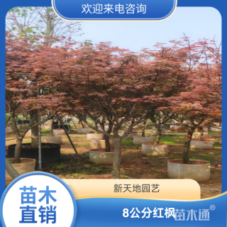 8公分红枫